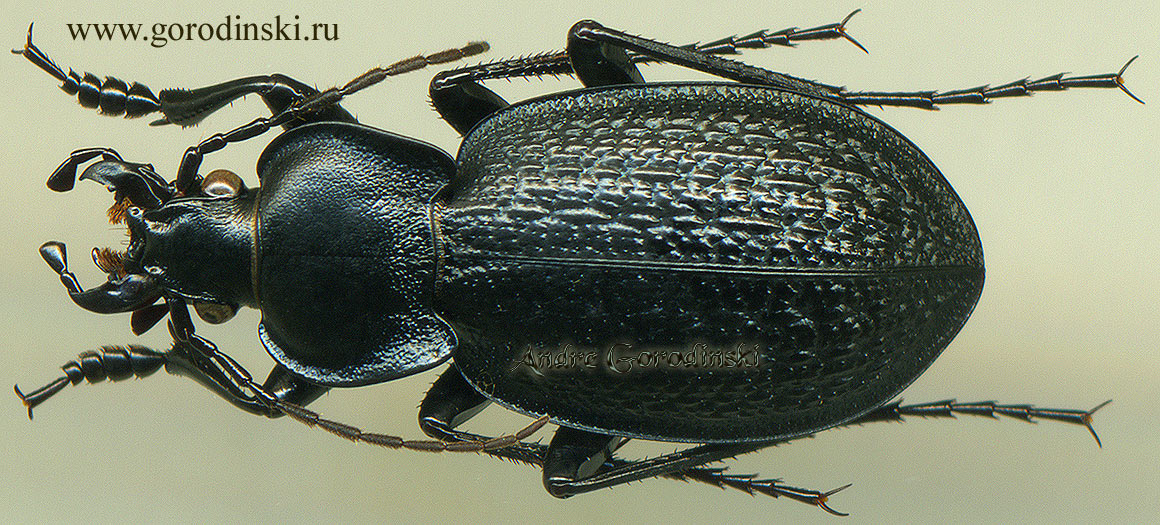 http://www.gorodinski.ru/carabus/Eurycarabus famini atlantis.jpg